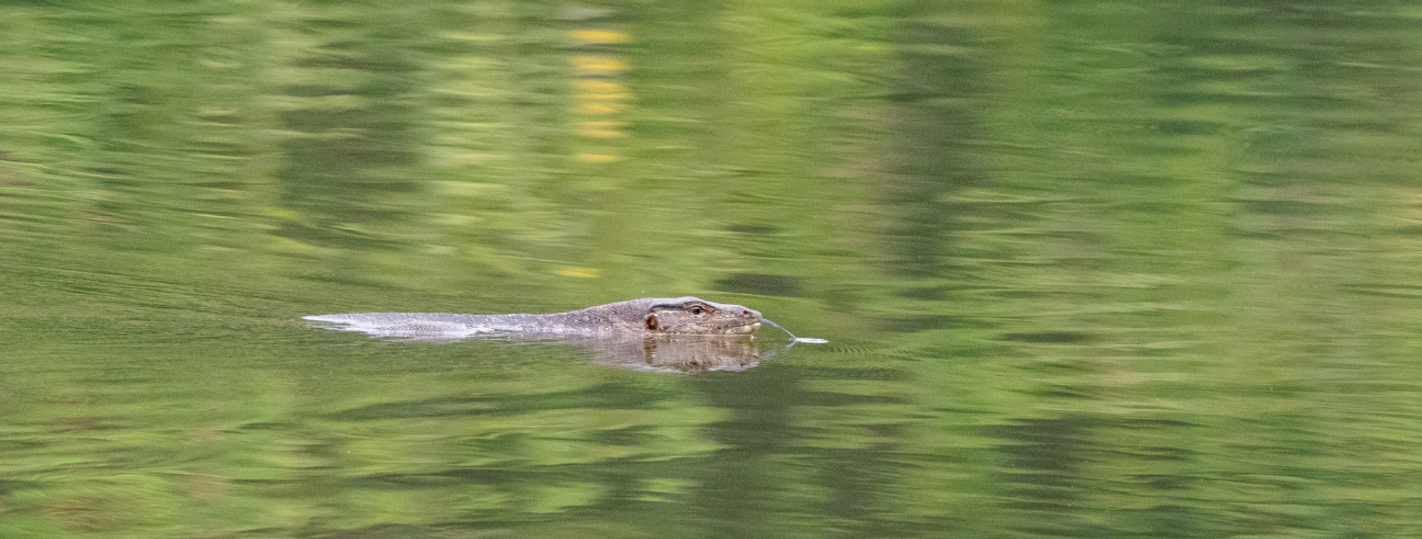 Water Monitor